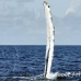 whale_humpback_h_00675_dom2744.jpg